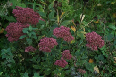 Sedum  'Herbstfreude'Hemelsleutel bestellen